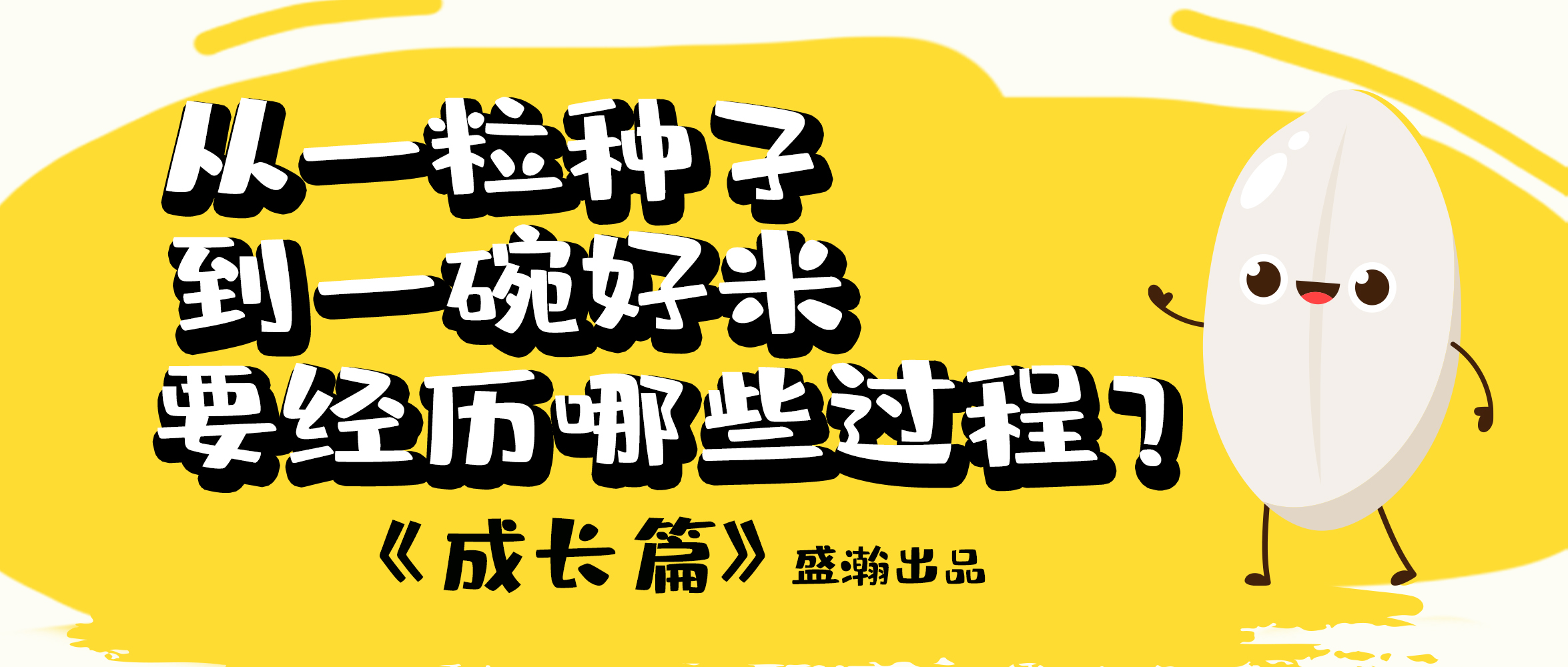 大米的一生-成長(zhǎng)篇 | 從一粒種子到一碗好米要經(jīng)歷哪些過(guò)程？